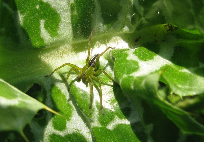 Micrommata ligurina